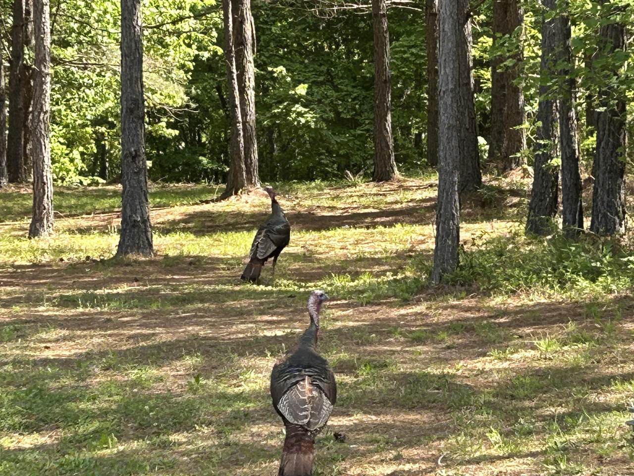 290 Bear Trace Drive - Photo 1