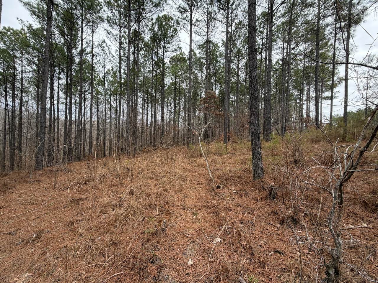 1B Bartlett Rd - Photo 1