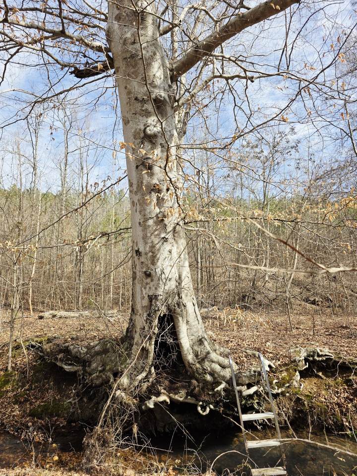 https://bt-photos.global.ssl.fastly.net/nashville/1280_boomver_1_RTC3130922-1.jpg