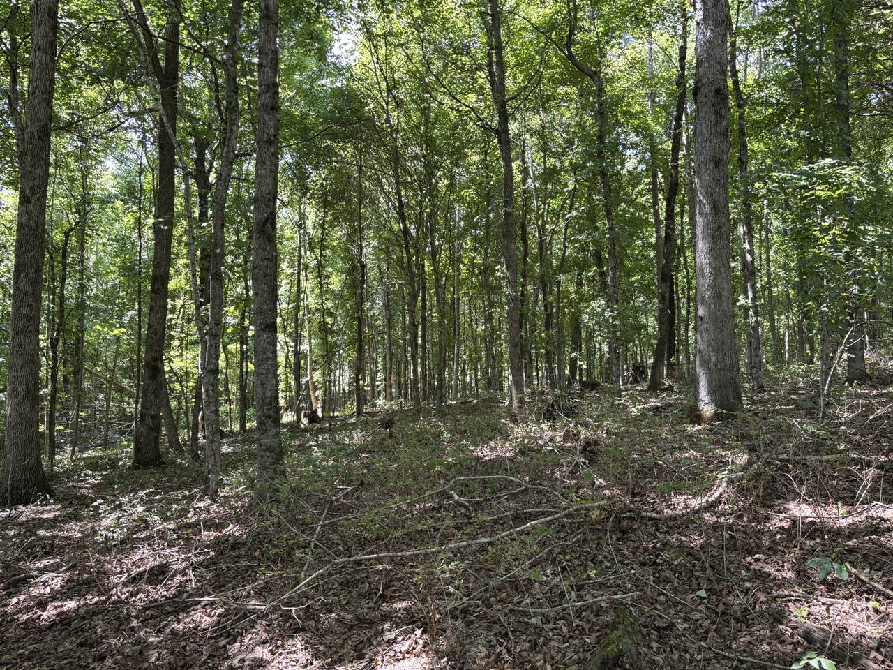 0 Middle Lick Creek Rd - Photo 1