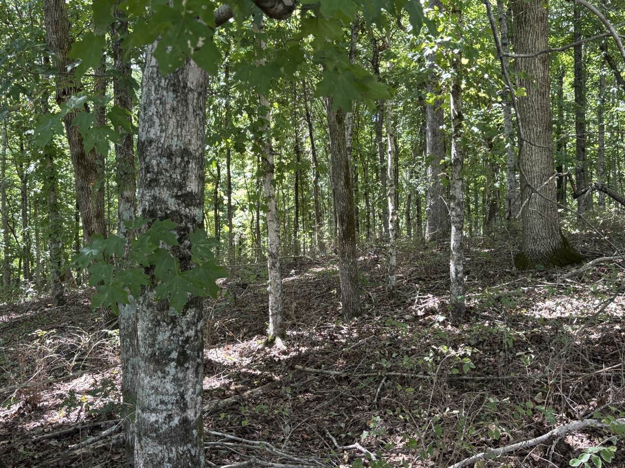 https://bt-photos.global.ssl.fastly.net/nashville/1280_boomver_1_RTC3131208-1.jpg