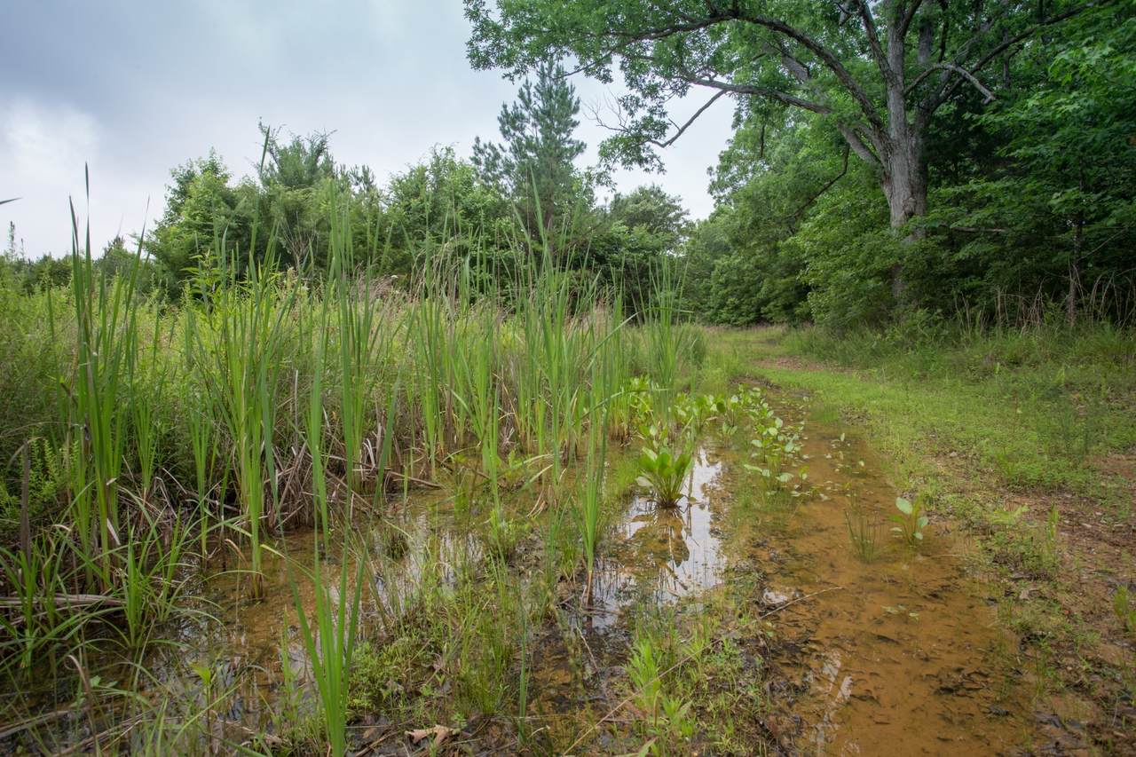 https://bt-photos.global.ssl.fastly.net/nashville/1280_boomver_1_RTC3131886-1.jpg