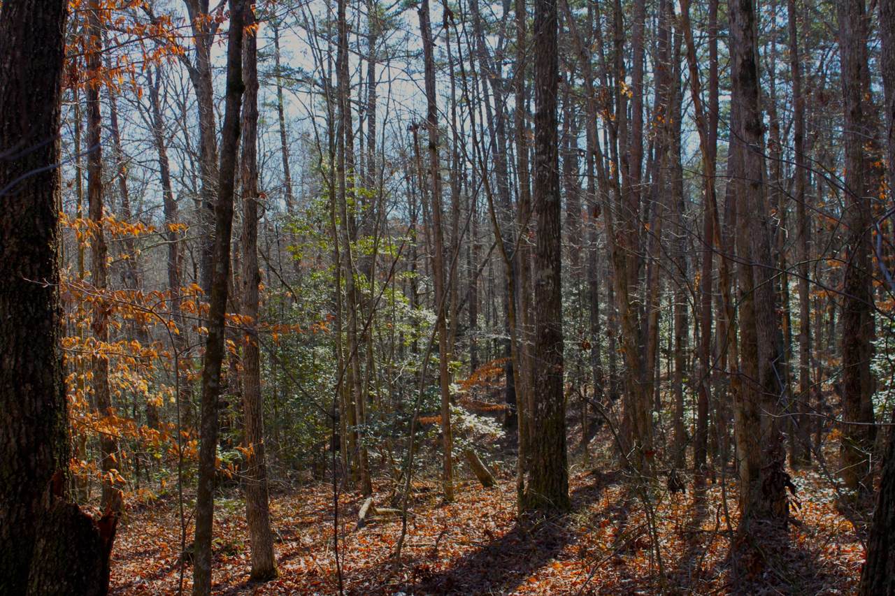 https://bt-photos.global.ssl.fastly.net/nashville/1280_boomver_1_RTC3133890-1.jpg