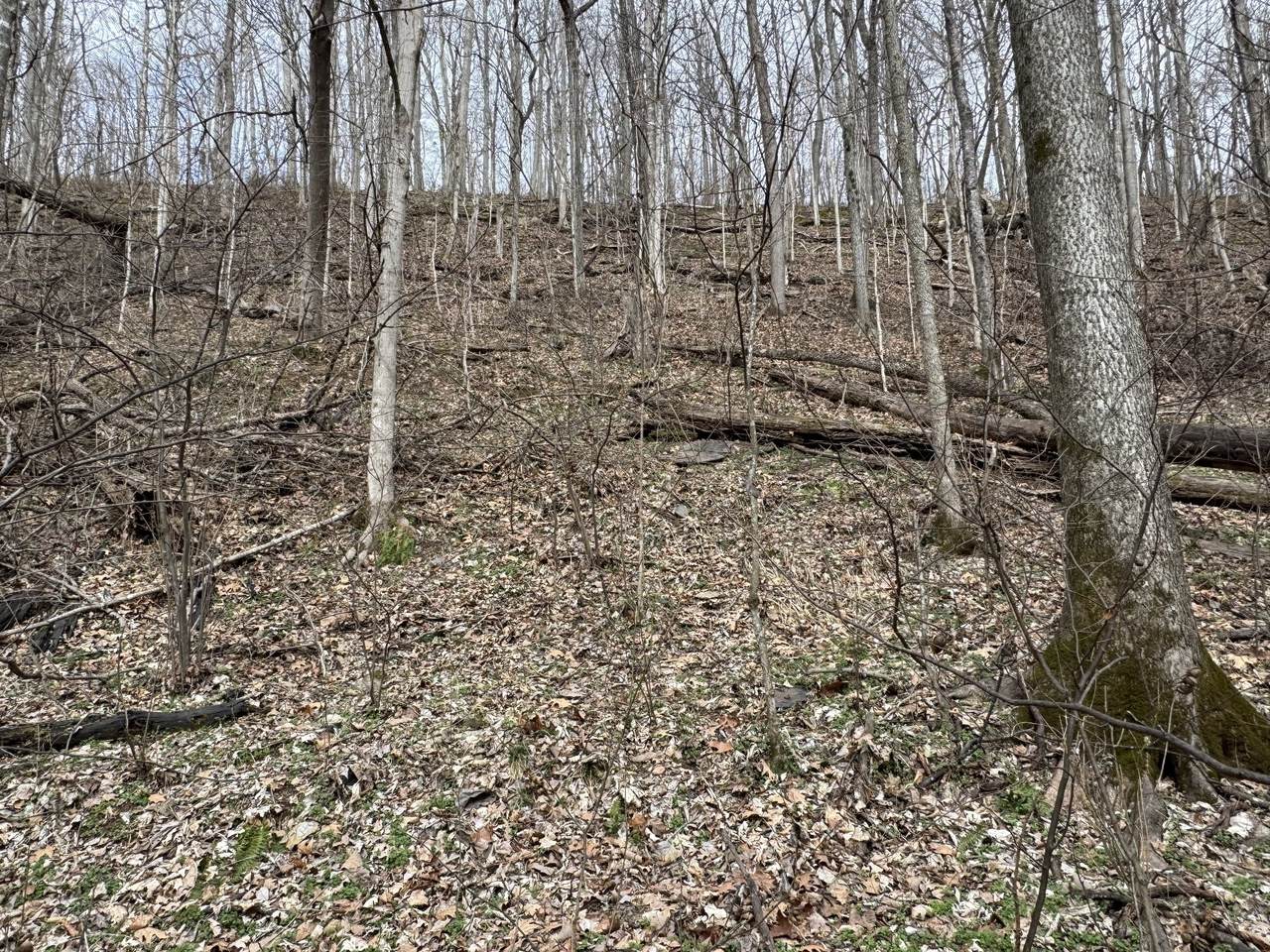 https://bt-photos.global.ssl.fastly.net/nashville/1280_boomver_1_RTC3137625-1.jpg