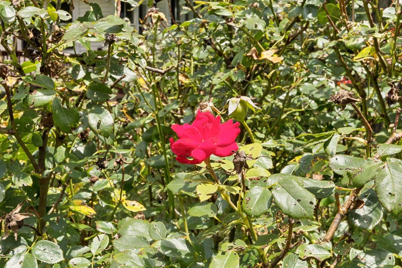 https://bt-photos.global.ssl.fastly.net/nashville/1280_boomver_1_RTC3150004-1.jpg