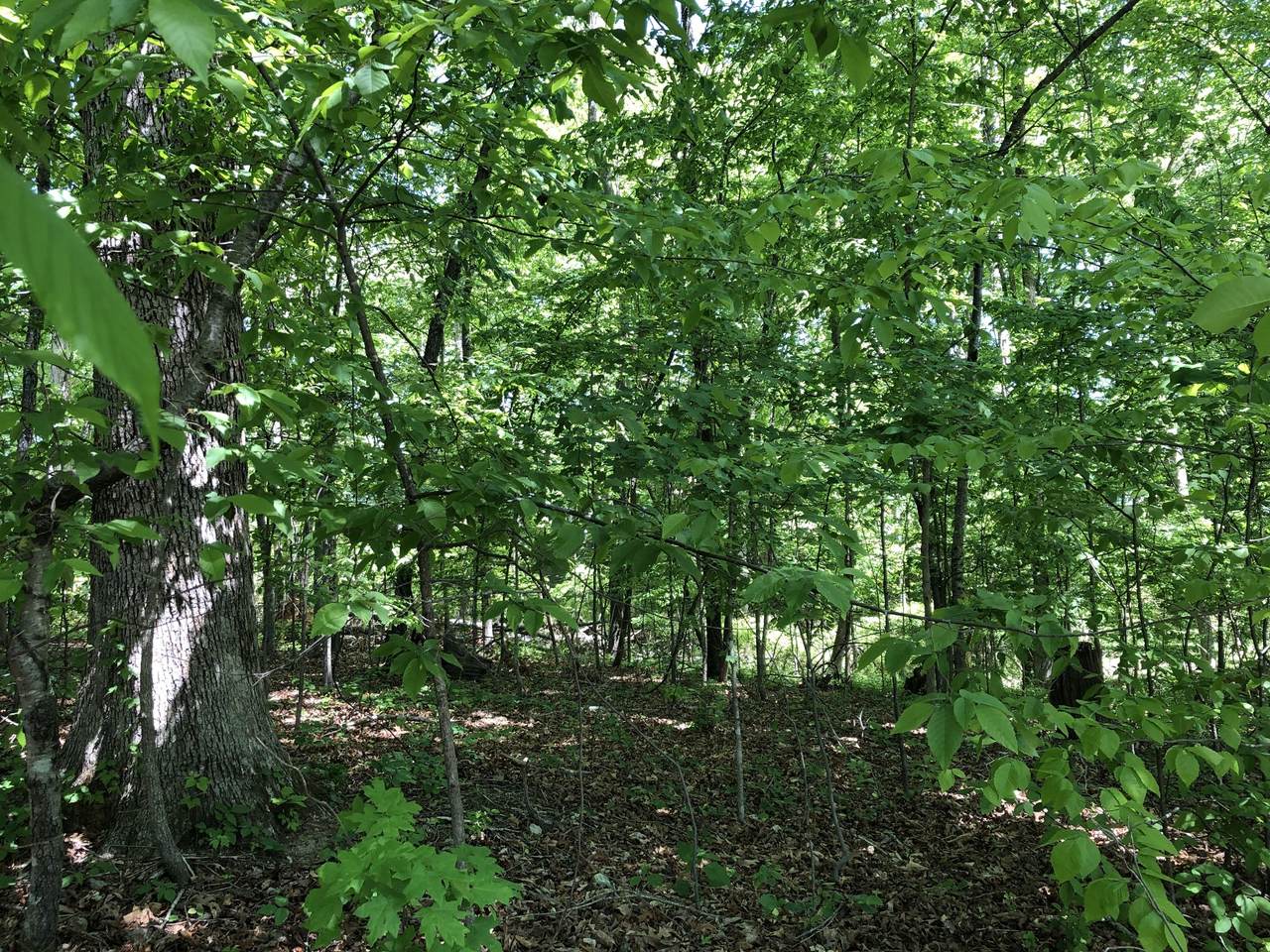 0 Devin Dr - Photo 1