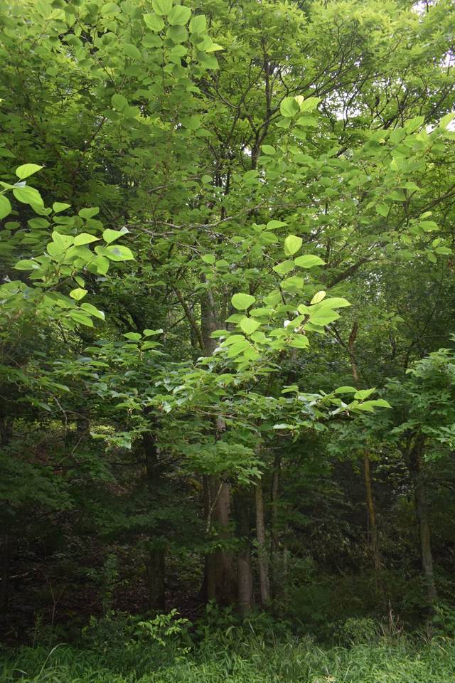 https://bt-photos.global.ssl.fastly.net/nashville/1280_boomver_1_RTC3226602-1.jpg