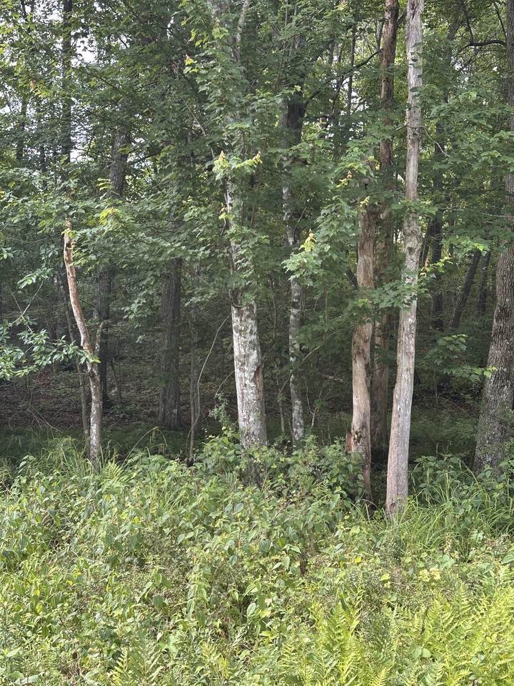 https://bt-photos.global.ssl.fastly.net/nashville/1280_boomver_1_RTC3231425-1.jpg