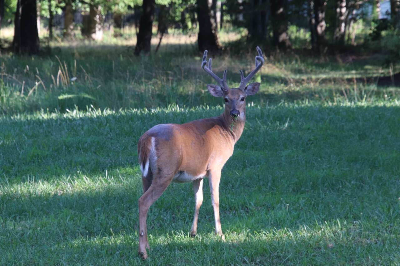 https://bt-photos.global.ssl.fastly.net/nashville/1280_boomver_1_RTC3239768-1.jpg