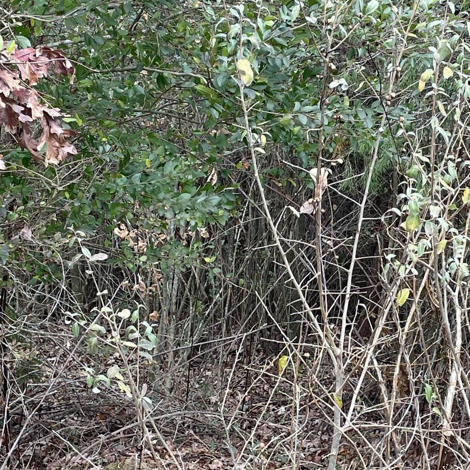 https://bt-photos.global.ssl.fastly.net/nashville/1280_boomver_1_RTC3242537-1.jpg
