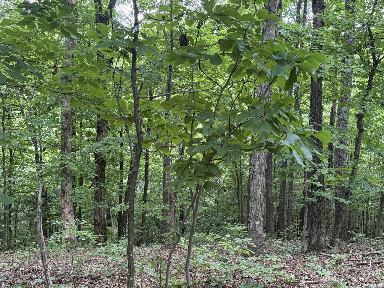 https://bt-photos.global.ssl.fastly.net/nashville/1280_boomver_1_RTC3244526-1.jpg