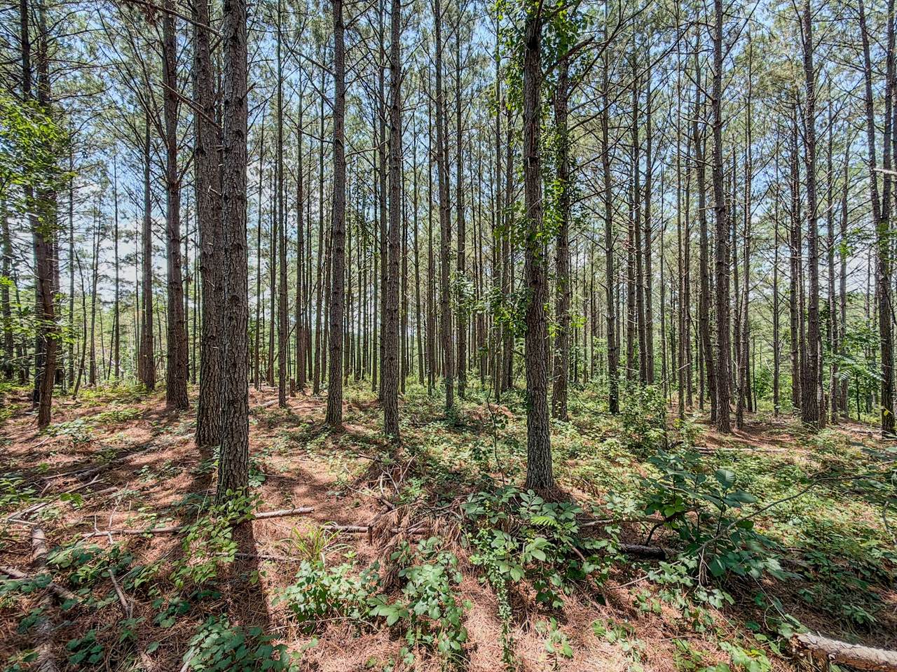 0 Big Opossum Creek Rd - Photo 1