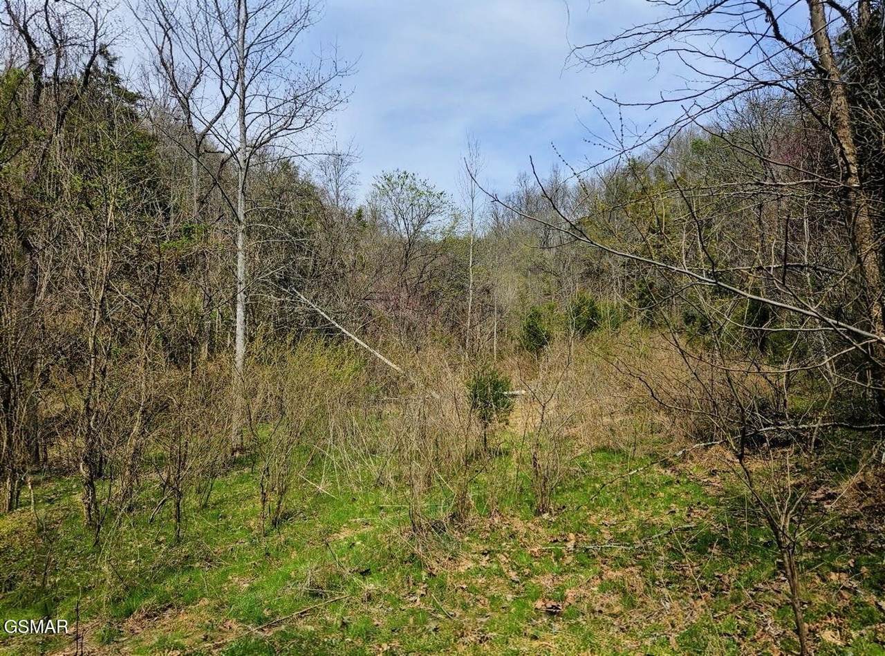 0 Mcamis Hollow Road - Photo 1