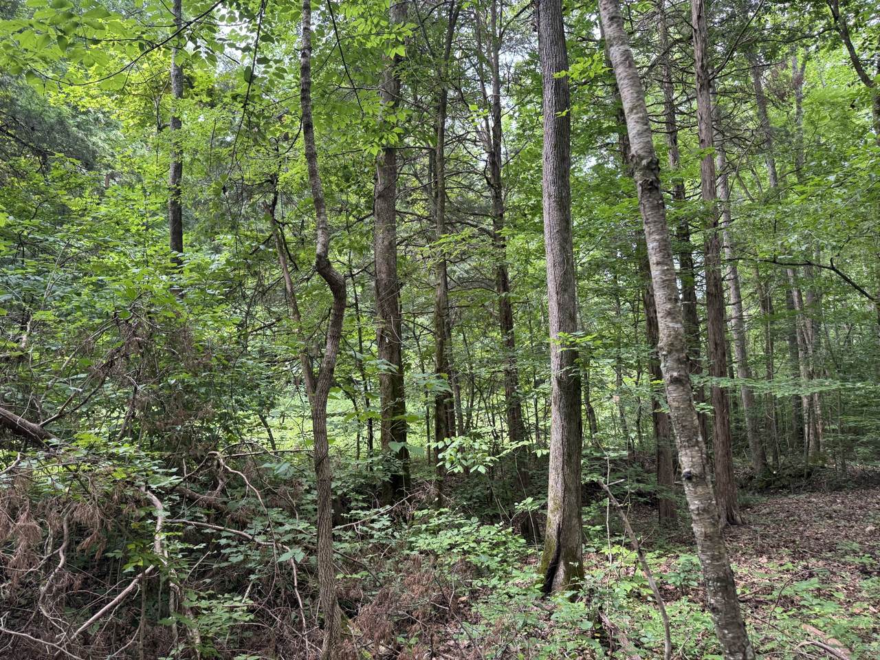 0 Denton Rd - Photo 1