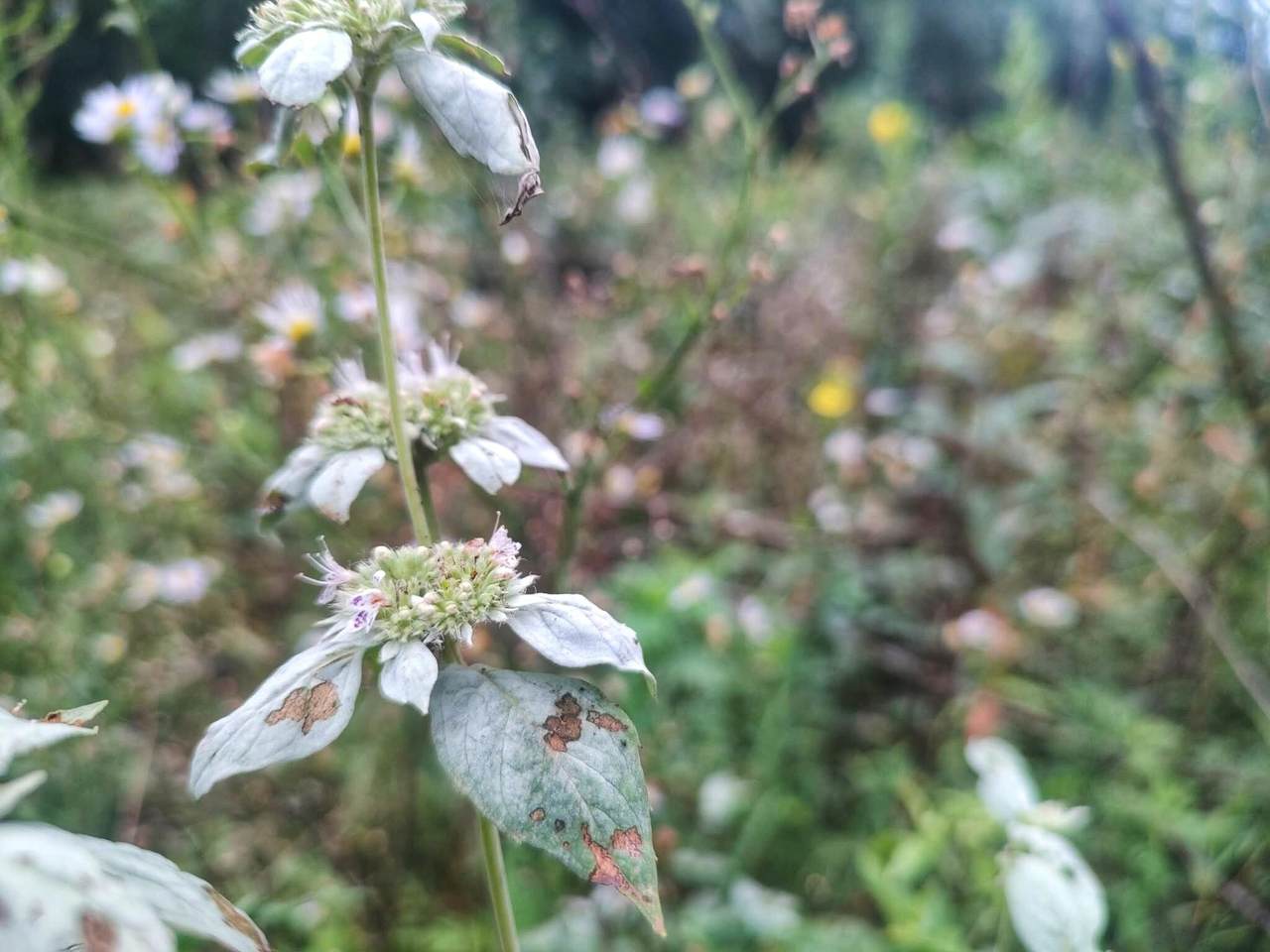 https://bt-photos.global.ssl.fastly.net/nashville/1280_boomver_1_RTC3501227-1.jpg