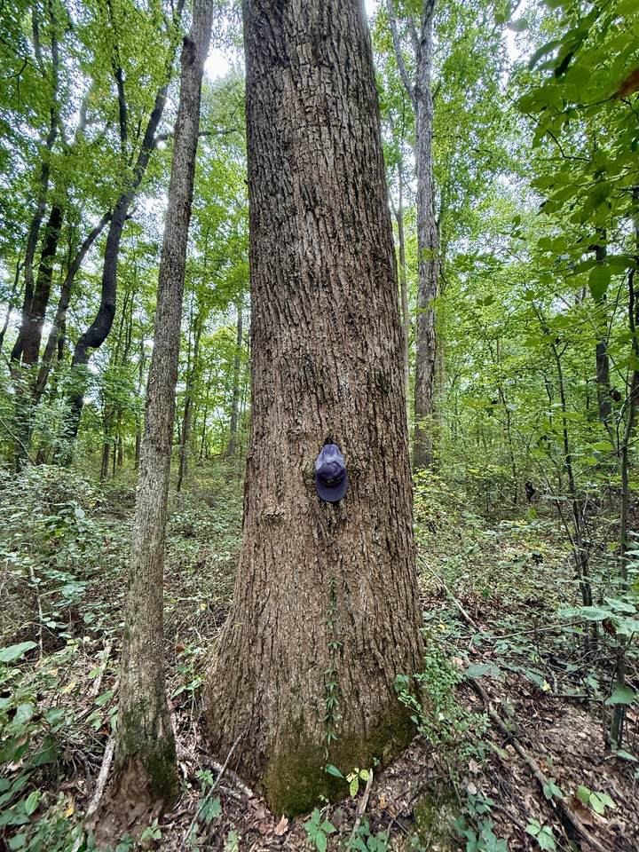 https://bt-photos.global.ssl.fastly.net/nashville/1280_boomver_1_RTC3528588-1.jpg