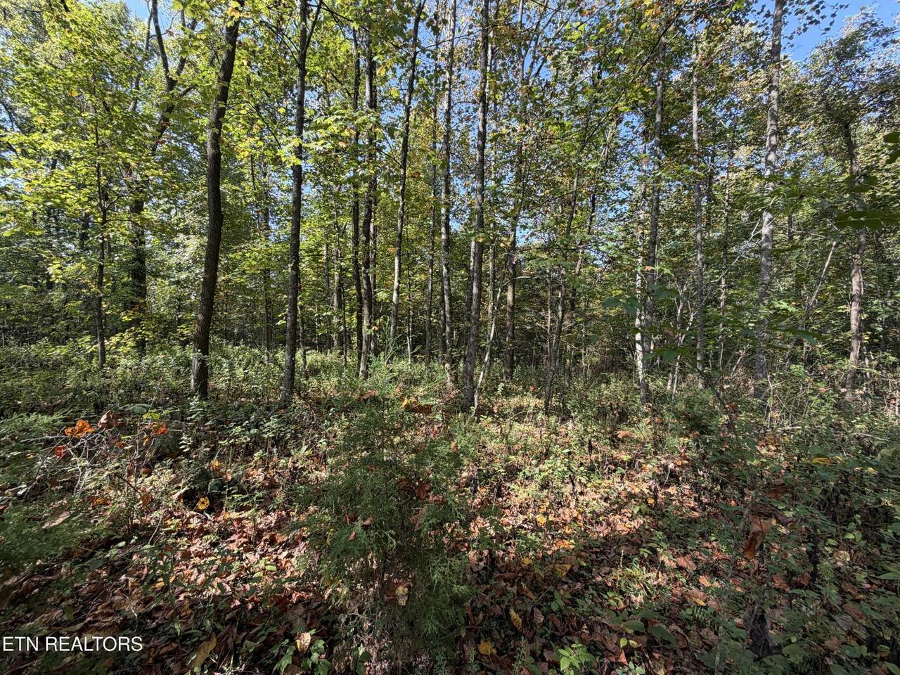 2235 Moore Knob Rd - Photo 1