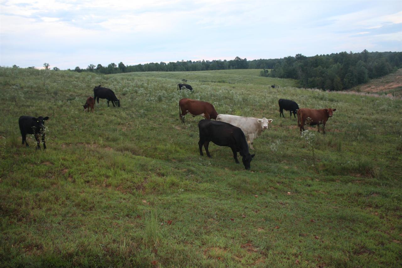 0 Seven Mile Ridge Road - Photo 1