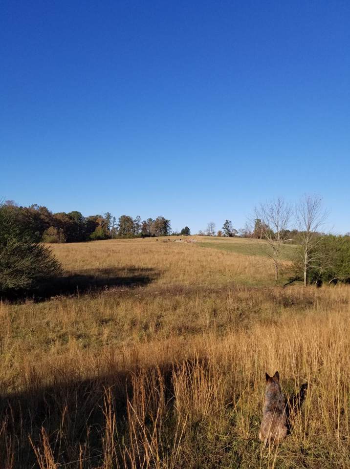 189 Wren Ln/ 0 Short Mtn Rd - Photo 1