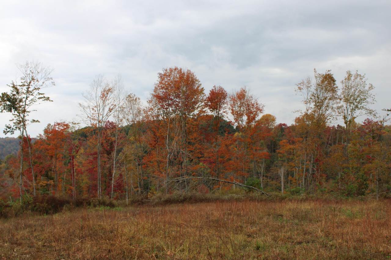 0 Shrum Hollow Rd - Photo 1