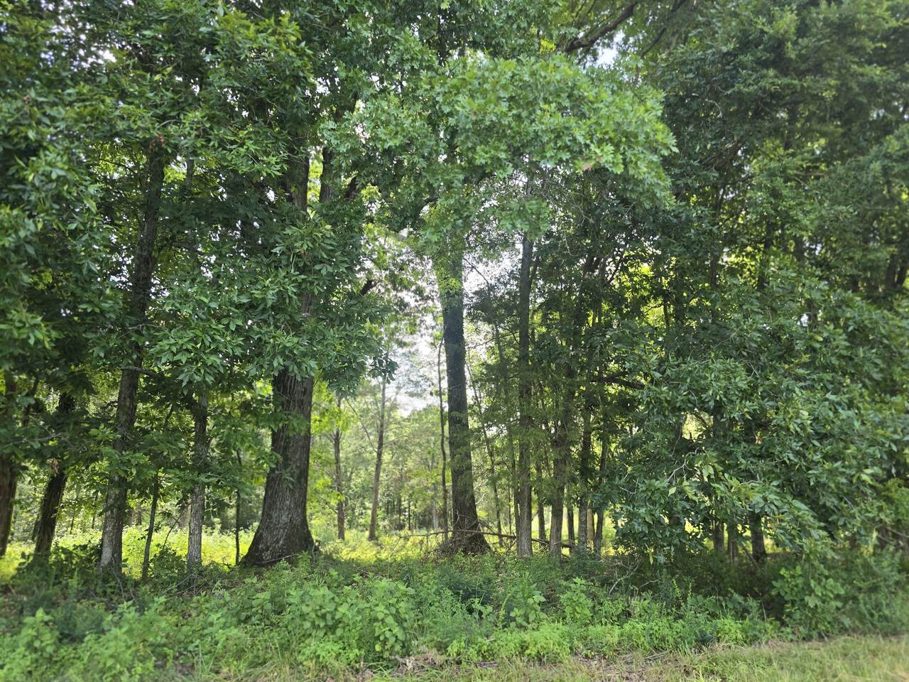 0 Nashville Hwy - Photo 1