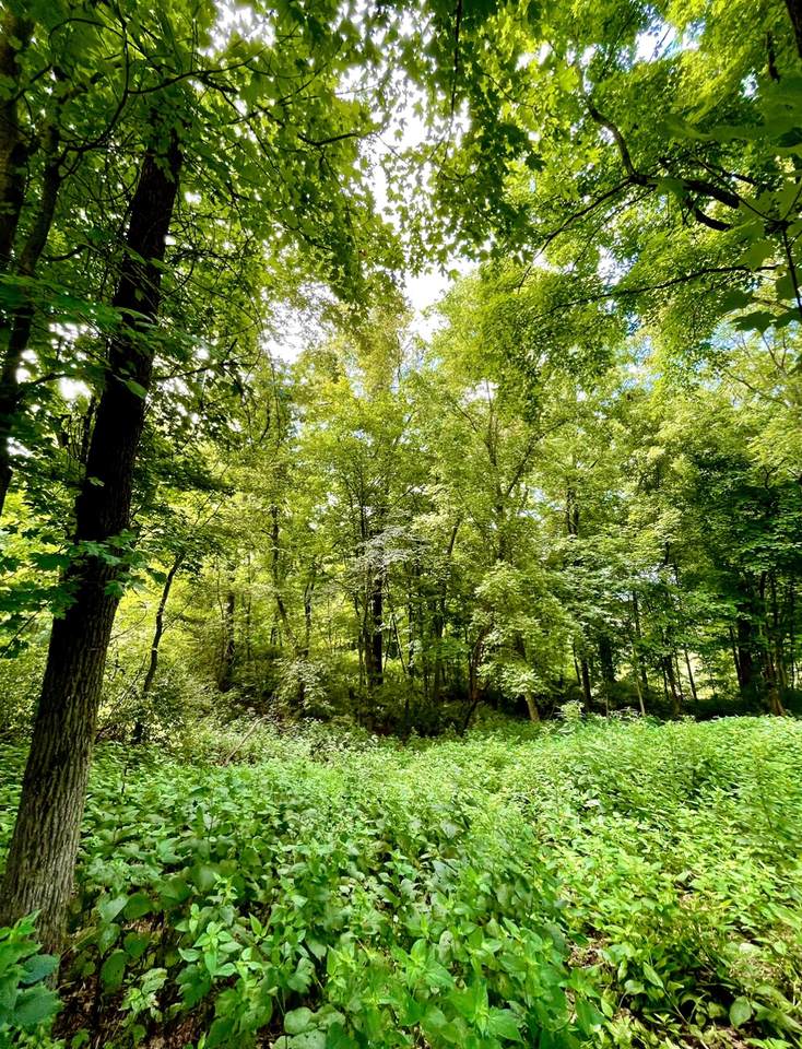 1741 Woodsong Dr (Lot 33) - Photo 1