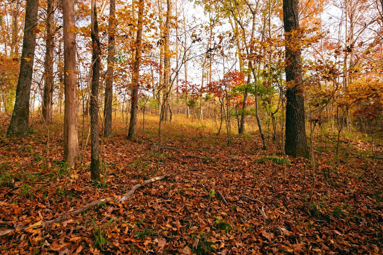 0 Scott Hollow Rd - Photo 1