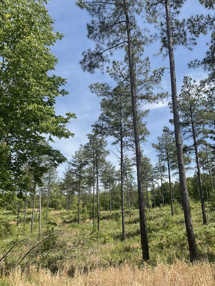 0 Saddleback Drive - Photo 1