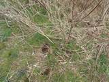 6294 Snail Shell Cave Rd - Photo 16