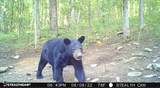 0 Hebbertsburg Rd - Photo 47