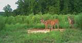 0 Sawdust Road - Photo 4