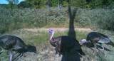 0 Sawdust Road - Photo 5