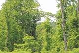 0 Bell Hollow Rd - Photo 48