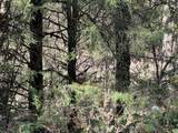 0 Reece Hollow Rd - Photo 4