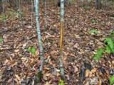 3960 Old Hohenwald Rd - Photo 36