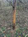 0 Lick Creek Road - Photo 41