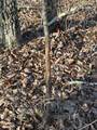 417 Sugar Tree School Rd - Photo 8