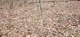 5849 Catholic Church Rd - Photo 44