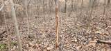 5849 Catholic Church Rd - Photo 45