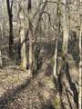 0 Buck Branch Rd - Photo 5