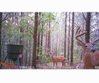 4073 Old Hohenwald Rd - Photo 13