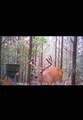 4073 Old Hohenwald Rd - Photo 16