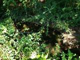 722 Ac Livingston Hwy - Photo 15