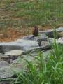1157 Knox Rd - Photo 84