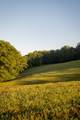 1462 Highway 48 - Photo 41