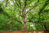 211 Blossom Ct - Photo 48