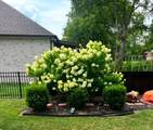 147 Odie Ray St - Photo 49