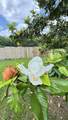19 Laura Lane - Photo 5