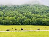 486 Salt Lick Creek Rd - Photo 8