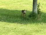 5444 Harris Cemetery Rd - Photo 53